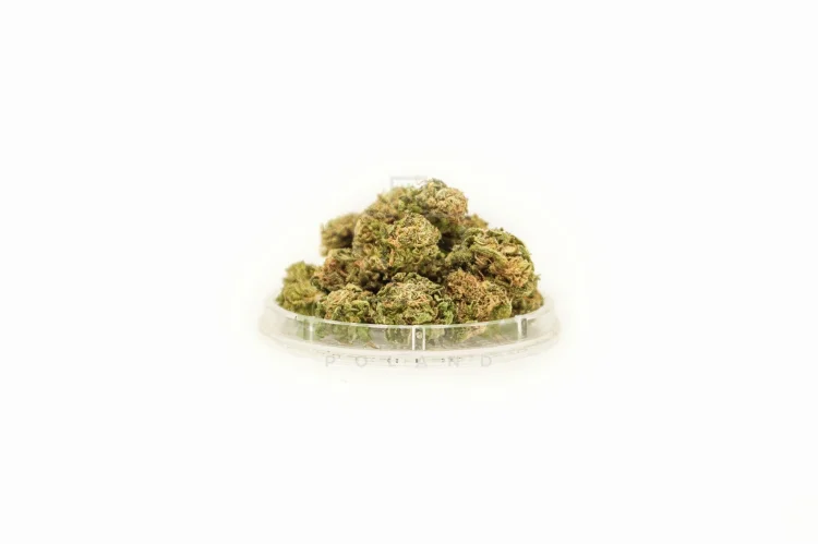 Sativa CBD Amnesia 1g Kwiaty konopi włóknistych