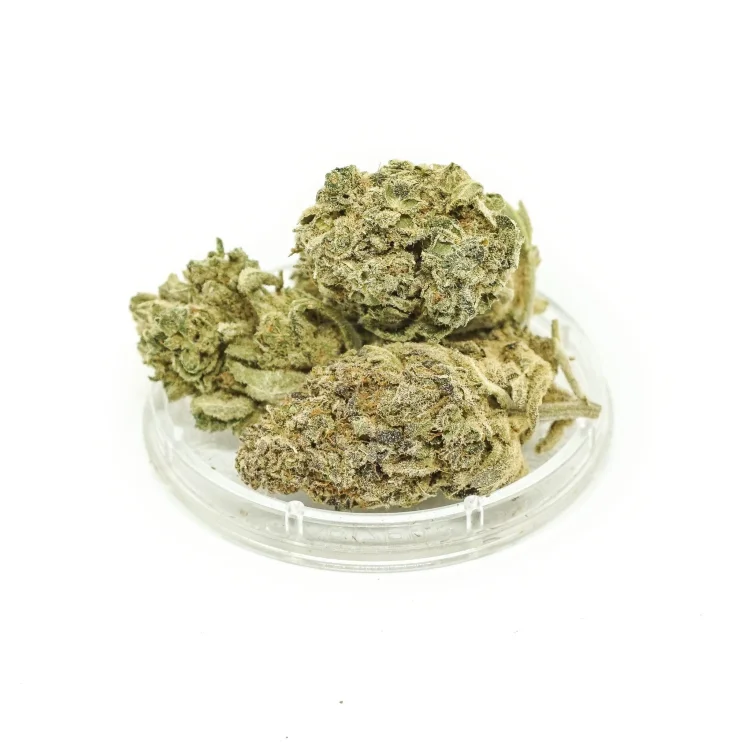 Sativa CBD Silver Bud 1g Kwiaty konopi włóknistych