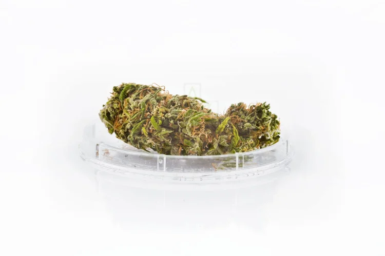 Sativa CBD Green Apple 1g Kwiaty konopi włóknistych