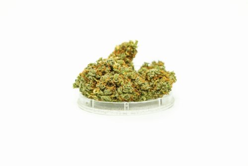Sativa CBD Bery Haze 1g Kwiaty konopi włóknistych