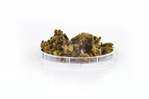 Sativa CBD Mango Kush1g Kwiaty konopi włóknistych