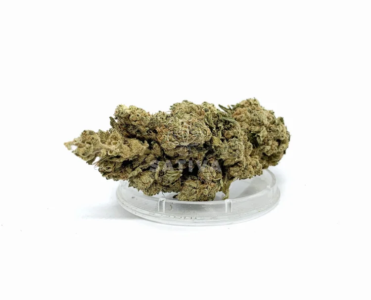 Sativa CBD SUPER SILVER HAZE  konopie 3 g